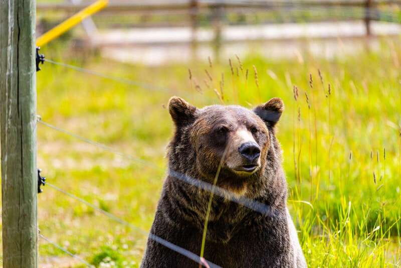 Banff: Grizzly Bear Refuge Tour with Lunch - The morning route from Banff to Yoho National Park