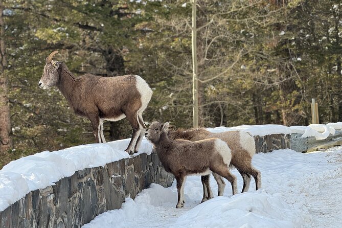 Banff Highlights: Moraine Lake, Lake Louise and beyond - Banff Avenue is your lunch and town break