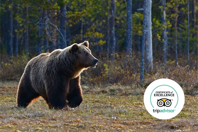 Banff Highlights & Wildlife | Award-Winning Small Group Adventure - What this Banff wildlife tour really offers