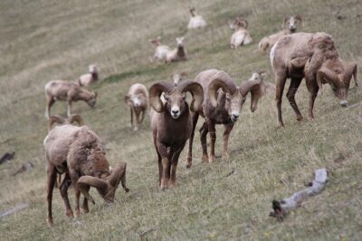 Banff Highlights & Wildlife | Award-Winning Small Group Adventure