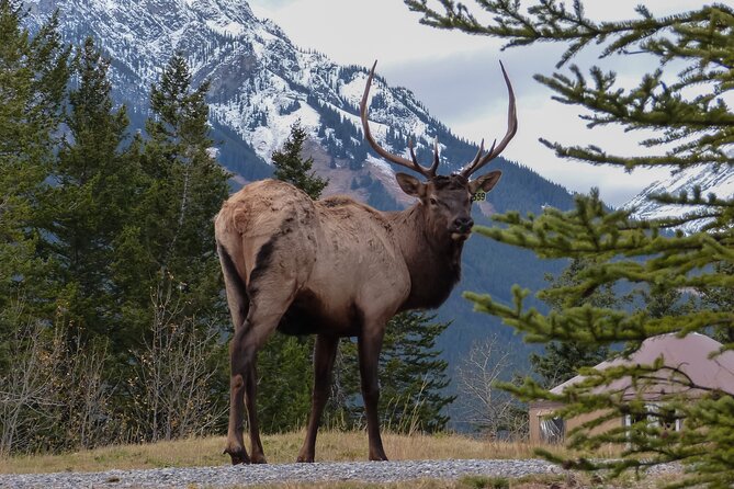 Banff Highlights & Wildlife | Award-Winning Small Group Adventure - Wildlife sightings are promising, not promised