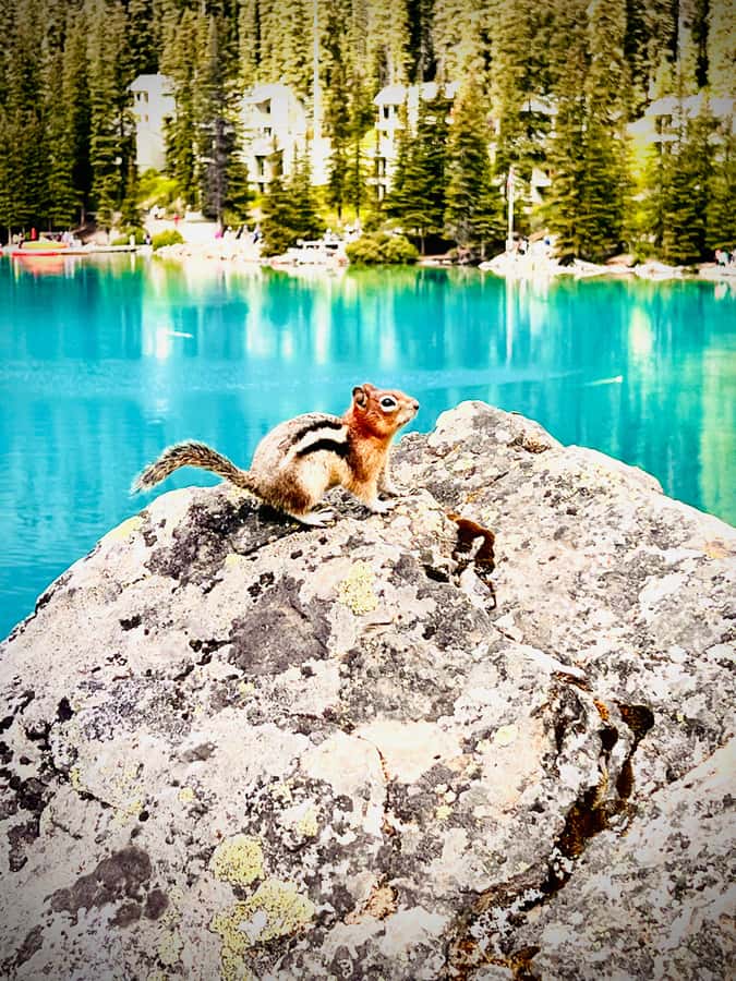 Banff: Lake Louise, Moraine, Emerald Lake & Canyon Day Trip - Johnston Canyon and its waterfalls