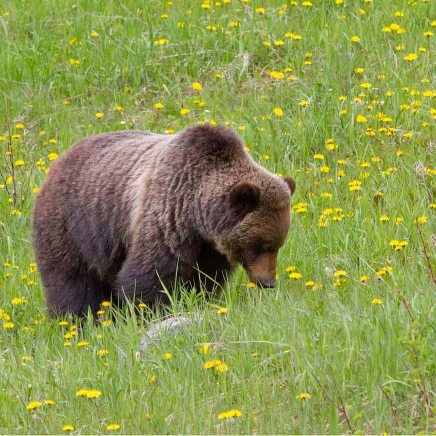 Banff: Lake Louise, Moraine Lake, Gondola, Cave & Basin Tour - Key points to know before booking