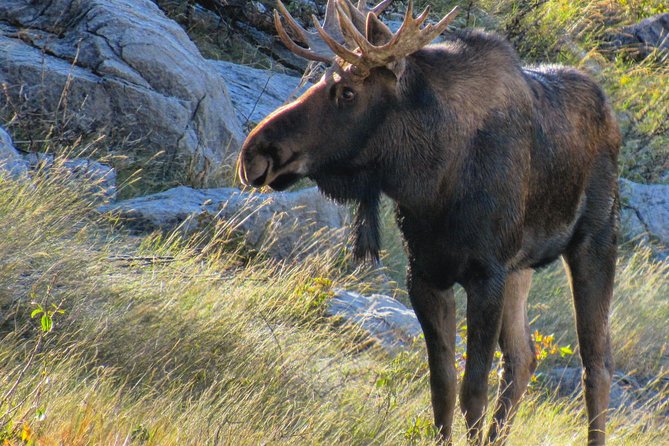 Banff to Jasper One-Way Tour - Wildlife sightings are possible, not promised