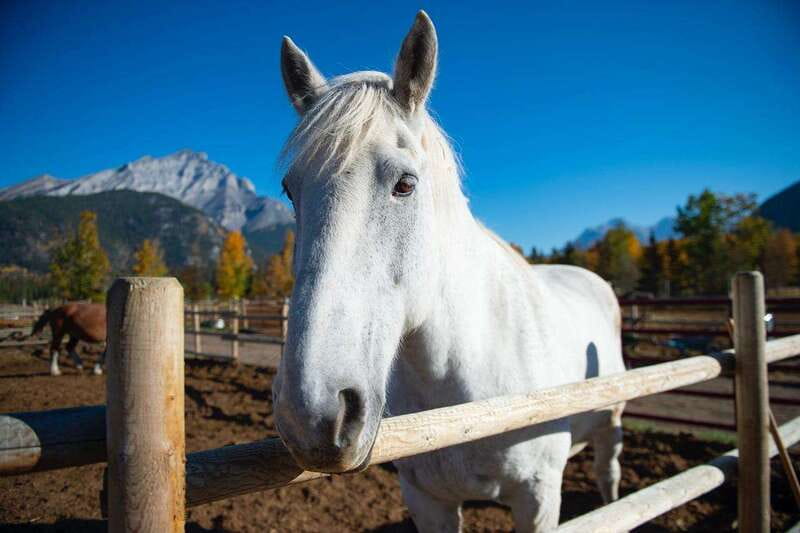 Banff: Wagon Ride with Cowboy Cookout BBQ - A Wagon Ride with a Banff View