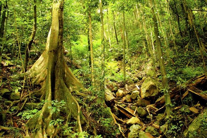 Barron Gorge and Kuranda National Park Half Day Rainforest and Waterfall 4WD Tour from Cairns - Guides turn scenery into a useful lesson