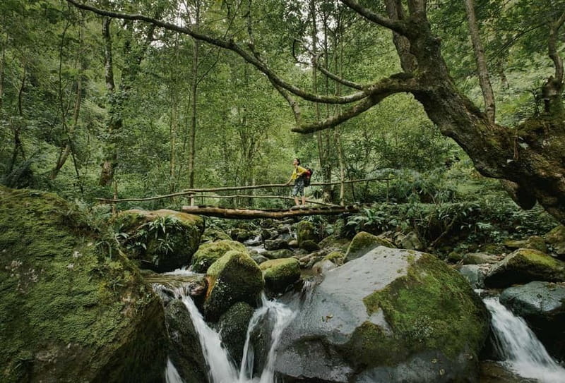 Batumi to Mtirala National park - Half day hiking group tour - Why Mtirala makes a good half-day escape from Batumi