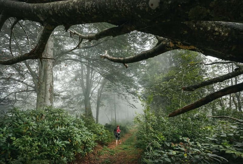 Batumi to Mtirala National park - Half day hiking group tour - Hiking 3 kilometers through Mtirala’s wet forest