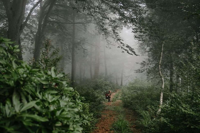 Batumi to Mtirala National park - Half day hiking group tour - Is $33 a fair price?