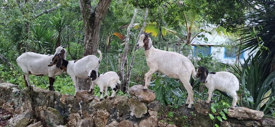 Bayahibe: National Park Jungle Walk & Snorkeling in Cenotes - A small-group outing with real personal attention