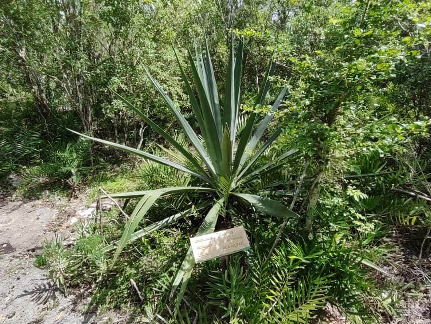 Bayahibe: National Park Jungle Walk & Snorkeling in Cenotes - What $55 buys you