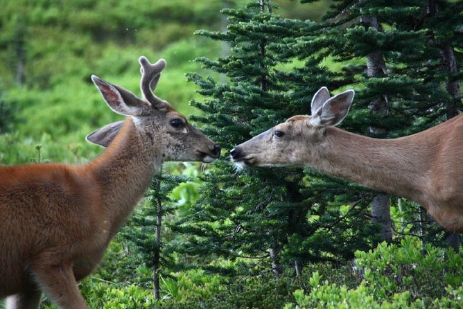 Best of Mount Rainier National Park from Seattle: All-Inclusive Small-Group Tour - Longmire starts the day in giant forest