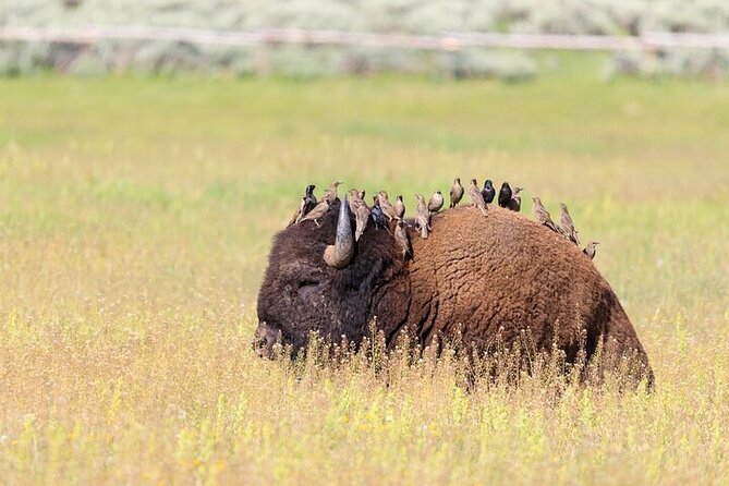 Best Of Yellowstone Full Day Nat'l Park Tour From Bozeman - The 6:00 a.m. start from Bozeman