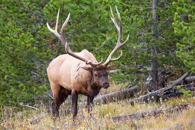Best Of Yellowstone Full Day Nat'l Park Tour From Bozeman - The Grand Canyon of the Yellowstone and Artist Point
