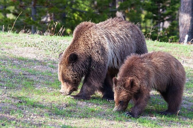 Best Of Yellowstone Full Day Nat'l Park Tour From Bozeman - Hayden Valley, where wildlife becomes the priority