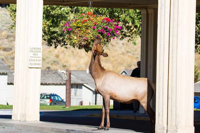 Best of Yellowstone - Guided National Park Safari Tour - Mud Volcano and Yellowstone’s restless ground