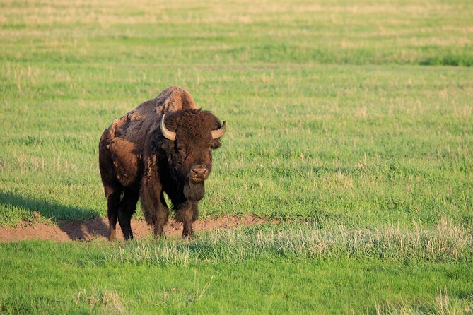 Best of Yellowstone Guided Tour from Bozeman - Private Tour - The Grand Canyon of the Yellowstone and Artist Point