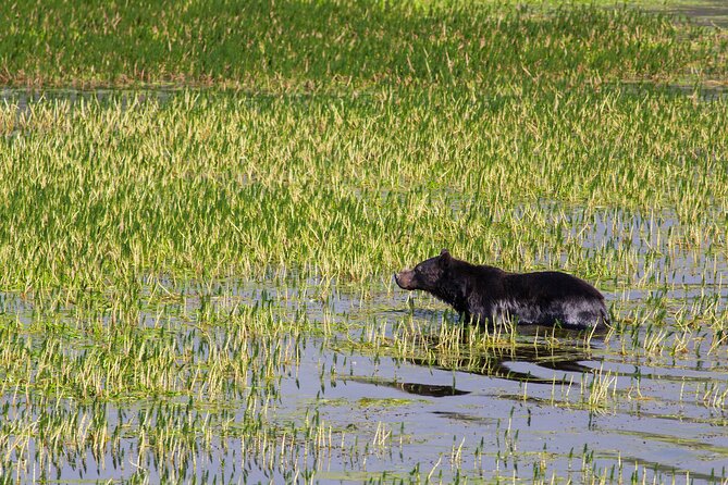 Best of Yellowstone Guided Tour from Bozeman - Private Tour - Hayden Valley, where the day can change