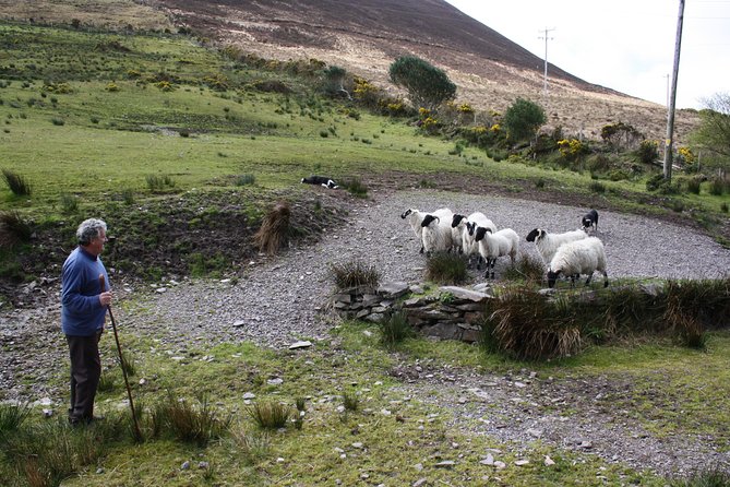 Best Ring of Kerry Tour ex Killarney inc Killarney National Park - Moll’s Gap and the big mountain views