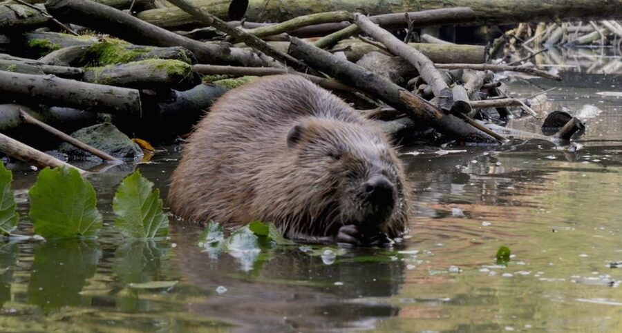 Biesbosch: Boat Cruise through National Park - Life aboard the De Zilvermeeuw