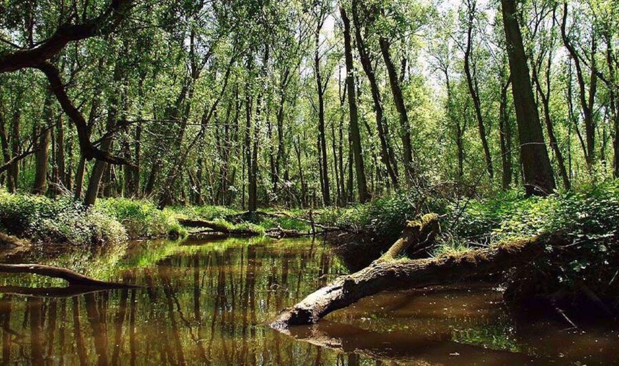 Biesbosch: Boat Cruise through National Park - Is the $21 price good value?