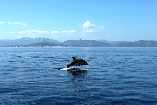Boat tour to explore the Marine Protected Area of Tavolara - The limestone cliffs and coves of Tavolara