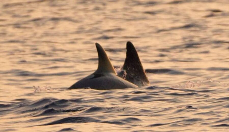 Brijuni Islands: Sunset & Dolphins private boat tour - Key points to know