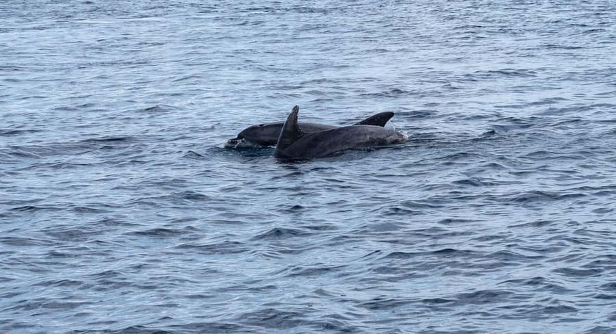 Brijuni Islands: Sunset & Dolphins private boat tour - The Brijuni panorama from the water