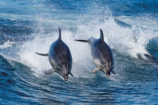 Bruny Island Wilderness Cruise from Adventure Bay, Bruny Island - What the crew adds to the trip