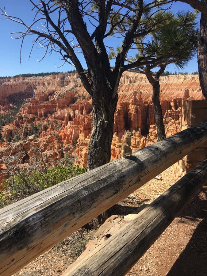 Bryce Canyon National Park: Guided E-Bike Tour - Who will get the most from this Bryce Canyon tour