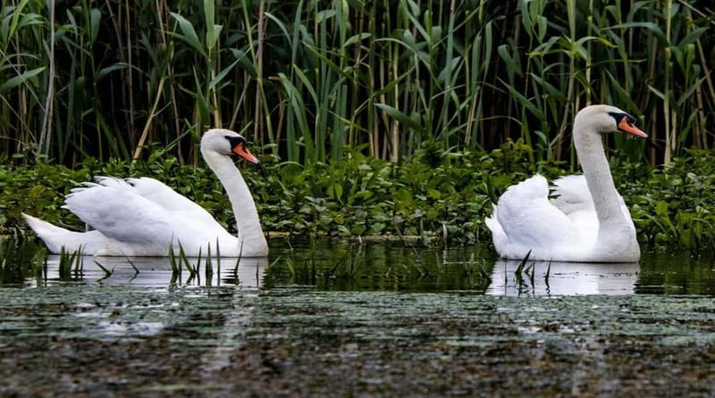 Bucharest: Day Trip to Danube Delta Small Group Premium Tour - Key points to know before booking