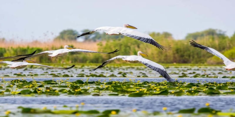 Bucharest: Day Trip to Danube Delta Small Group Premium Tour - Why the Danube Delta is worth the long road from Bucharest
