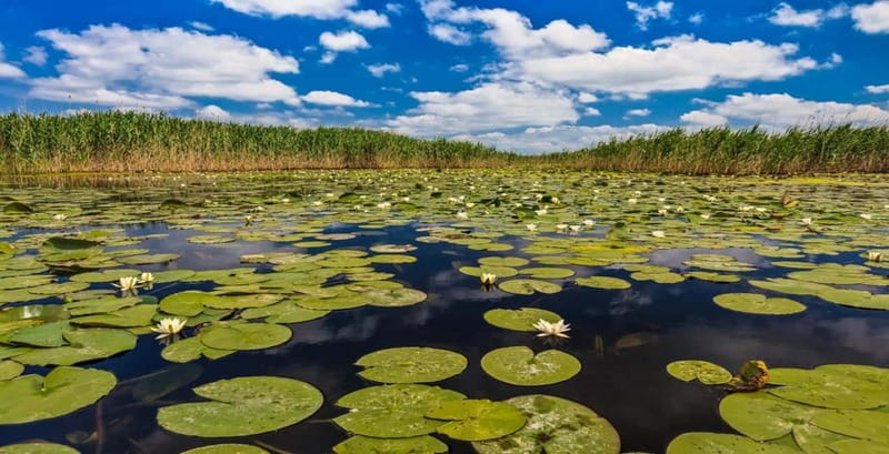Bucharest: Day Trip to Danube Delta Small Group Premium Tour - Tulcea, the delta’s working gateway