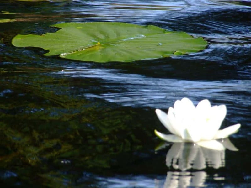 Bucharest: Day Trip to Danube Delta Small Group Premium Tour - Leaving Bucharest at 6:45