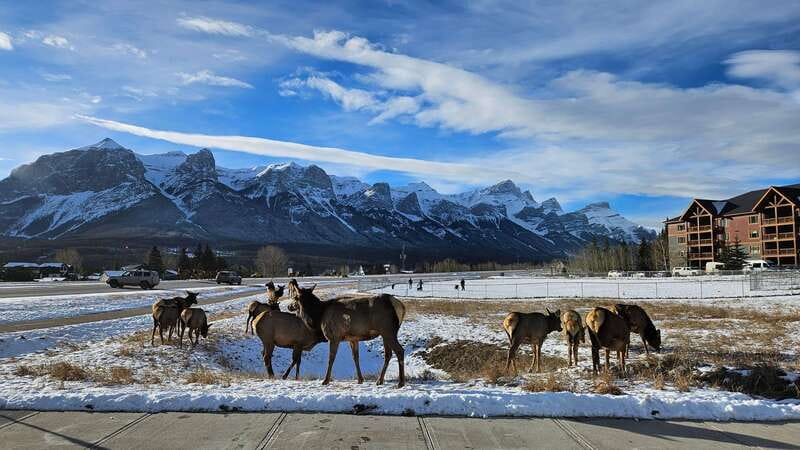Calgary: Canmore, Banff, Lake Louise - Gondola Included - Banff Avenue and the town stop