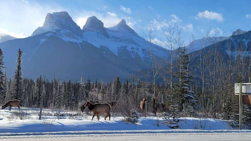 Calgary: Canmore, Banff, Lake Louise - Gondola Included - Lake Louise, the day’s main scenic pause
