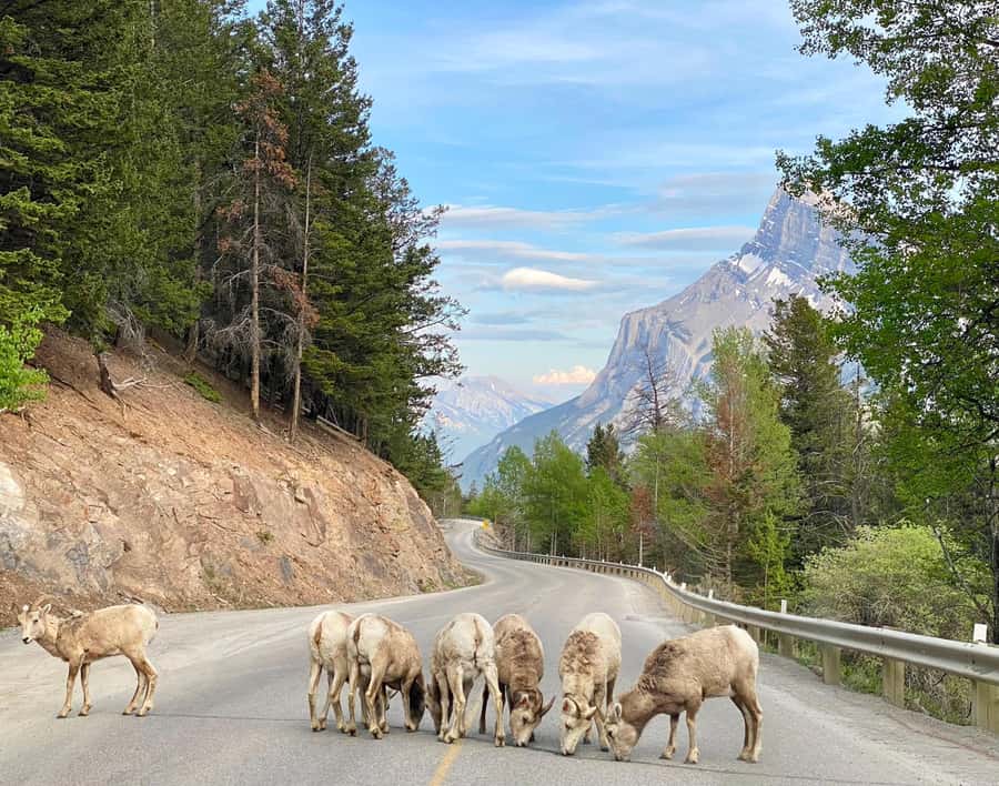 Calgary/Canmore: Banff National Park & Lake Louise Day Trip - A long Rocky Mountain day made simple