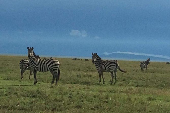 Camping to Serengeti & Ngorongoro Premium Parks - Day Three: Down Into Ngorongoro Crater