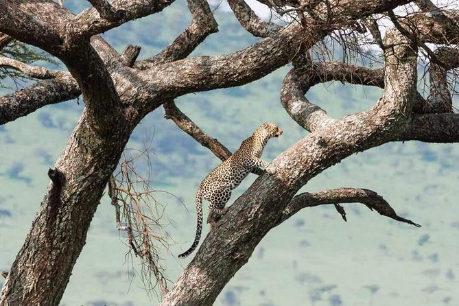 Camping to Serengeti & Ngorongoro Premium Parks - The Guides Matter More Than the Vehicle