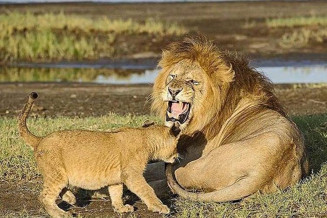 Camping to Serengeti & Ngorongoro Premium Parks - Who Should Book This Safari