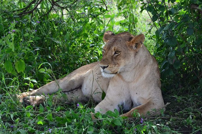 Camping to Serengeti & Ngorongoro Premium Parks - Day One: The Long Road to the Serengeti