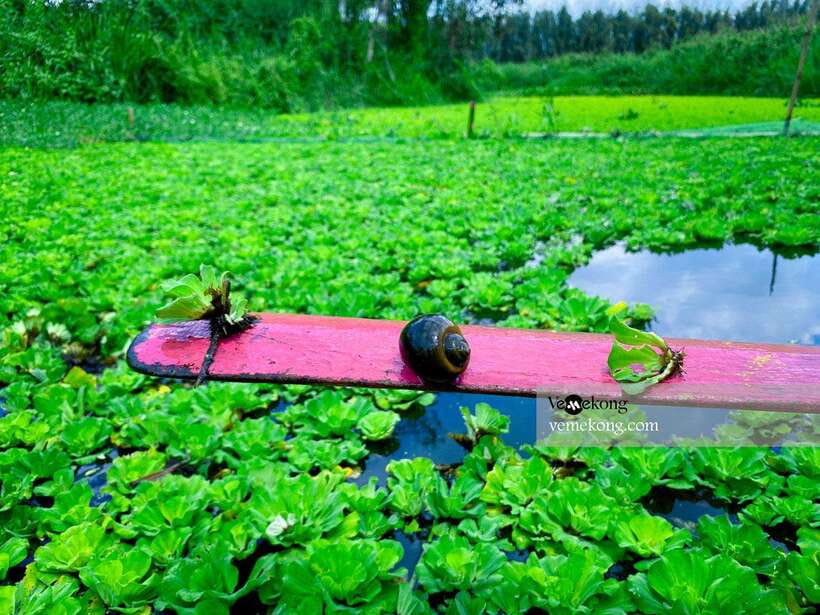 Can Tho: Lung Ngoc Hoang Forest Nature Reserve Half-Day Tour - Key points to know before you go