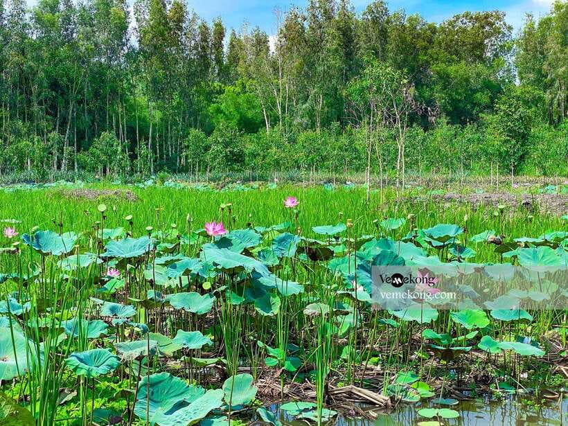 Can Tho: Lung Ngoc Hoang Forest Nature Reserve Half-Day Tour - How the timing works