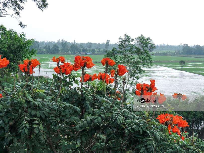 Can Tho: Lung Ngoc Hoang Nature Reserve & Forest Tour - Morning or afternoon departure?