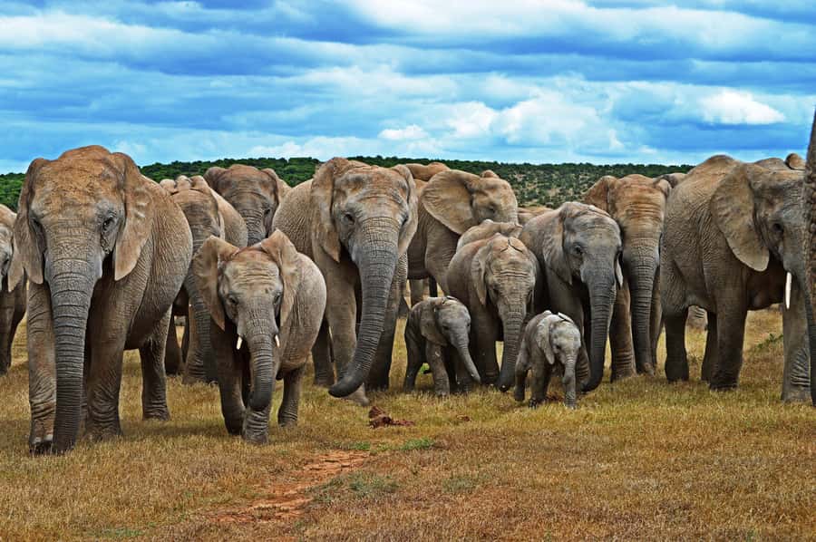 Cape Town: Garden Route and Addo Elephant Park 6-Day Safari - Why this Garden Route trip works