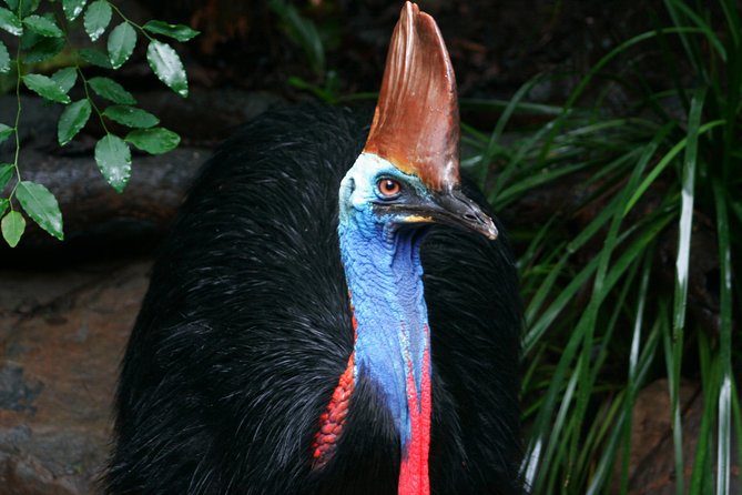 Cape Tribulation & Daintree Wilderness (TCT) - A full day from Cairns to the rainforest coast