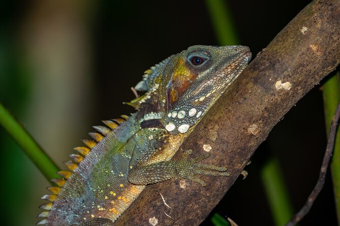 Cape Tribulation & Daintree Wilderness (TCT) - Cape Tribulation beach and the rainforest walk