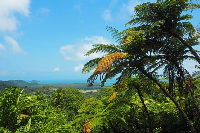 Cape Tribulation & Daintree Wilderness (TCT) - Alexandra Lookout and the wider Daintree view