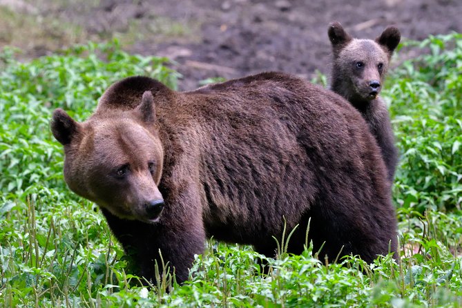 Carpathian Wilderness: A Wildlife Experience from Brașov - Riding from Brașov into the Carpathians