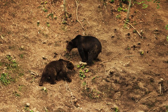 Carpathian Wilderness: A Wildlife Experience from Brașov - What you might see in the forest